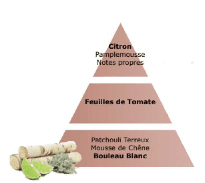 pyramide-olfactive-terre-sauvage