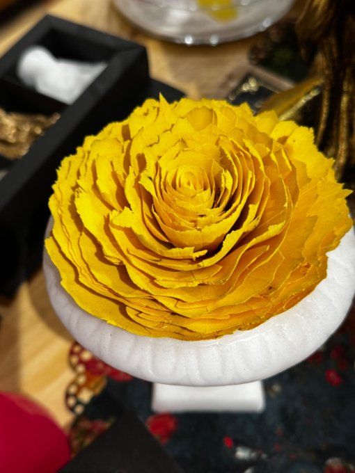 MEDICIS SHOLA JAUNE 