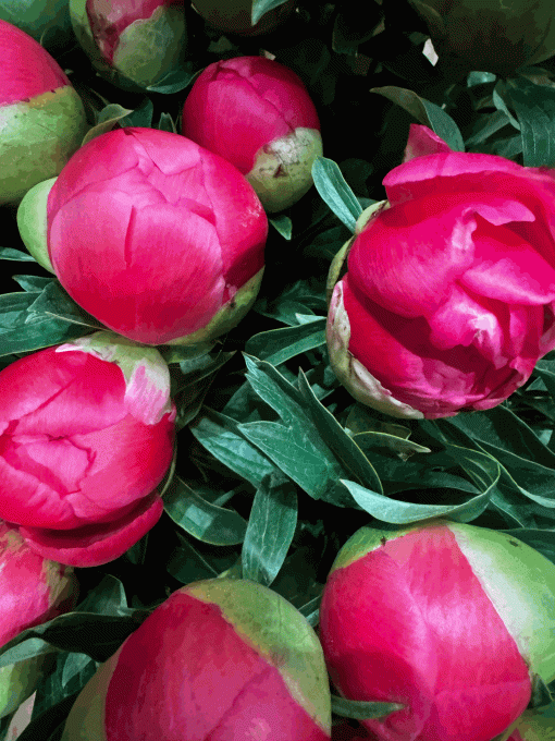 Bouquet de Pivoines - BY L'OTANTIQUE