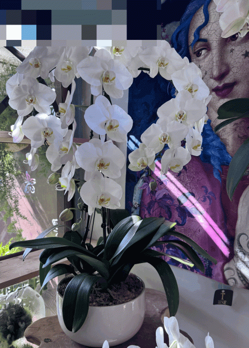 Coupe orchidées blanches - 3 tiges "extra"