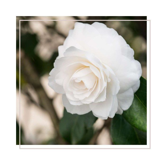 Fleur parfumée "Camélia Blanc" - DURANCE 